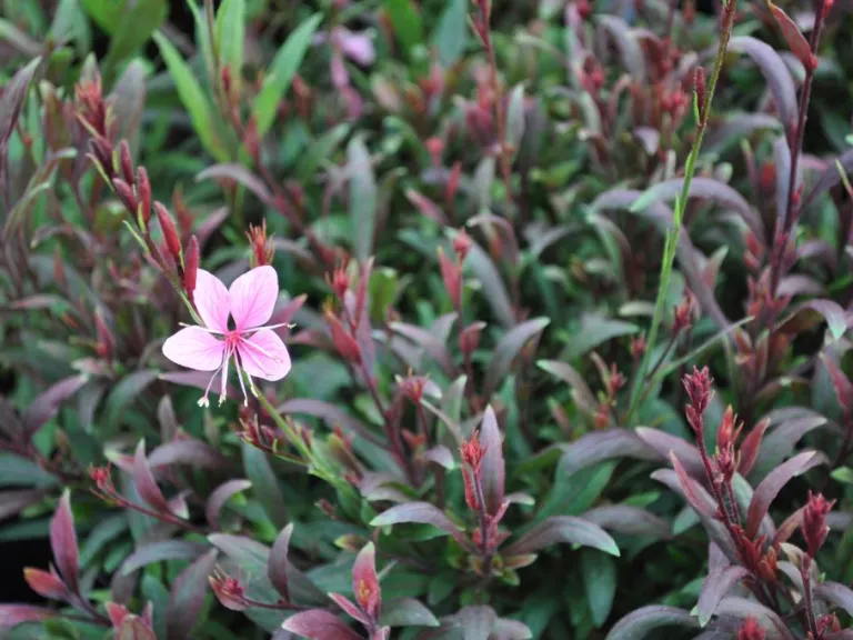 Gaura lindheimeri 'Blaze' (PBR)