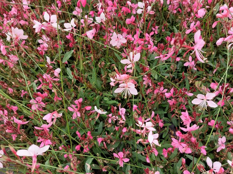 Gaura lindheimeri 'Compact Pink'