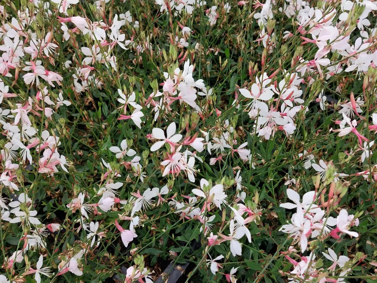 Gaura lindheimeri 'Compact White'
