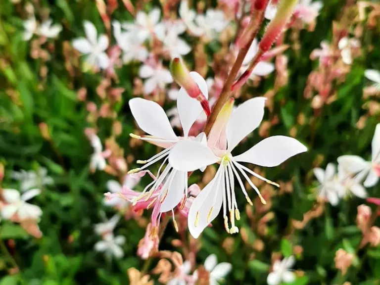 Gaura lindheimeri 'Elurra'