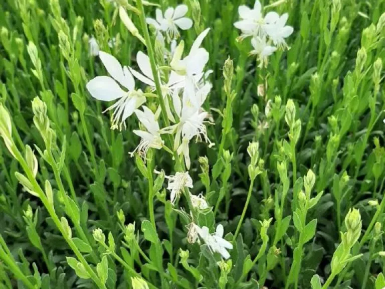 Gaura lindheimeri 'Snowbird'