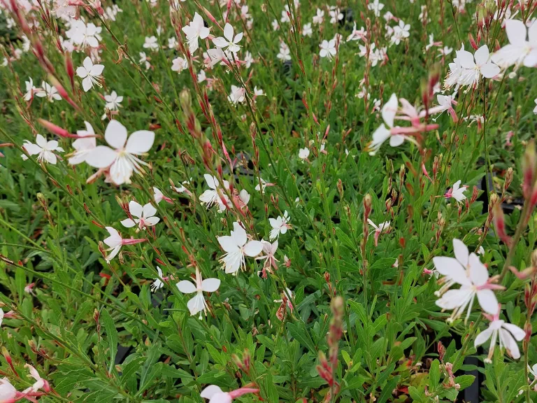 Gaura lindheimeri 'Snowstorm'