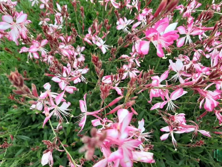 Gaura lindheimeri 'Summer Emotions'