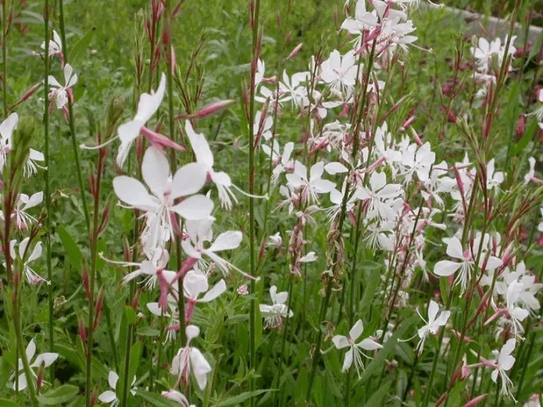 Gaura lindheimeri 'Whirling Butterflies'