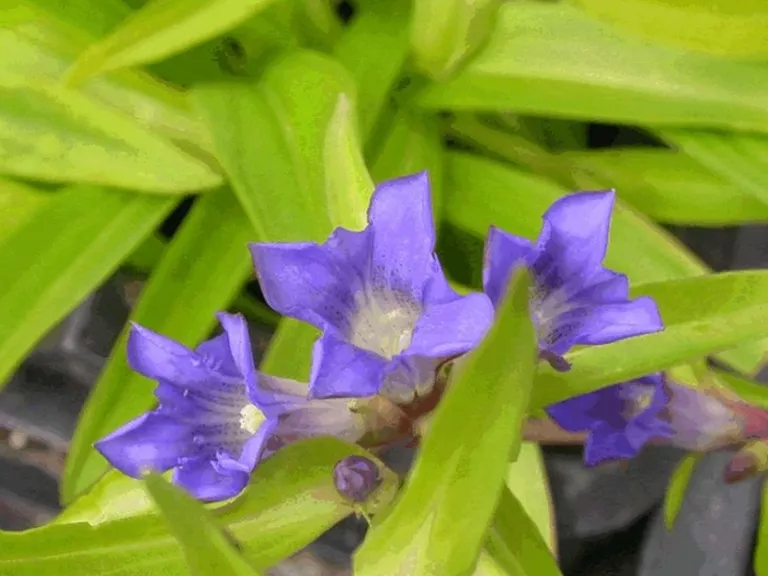 Gentiana cruciata