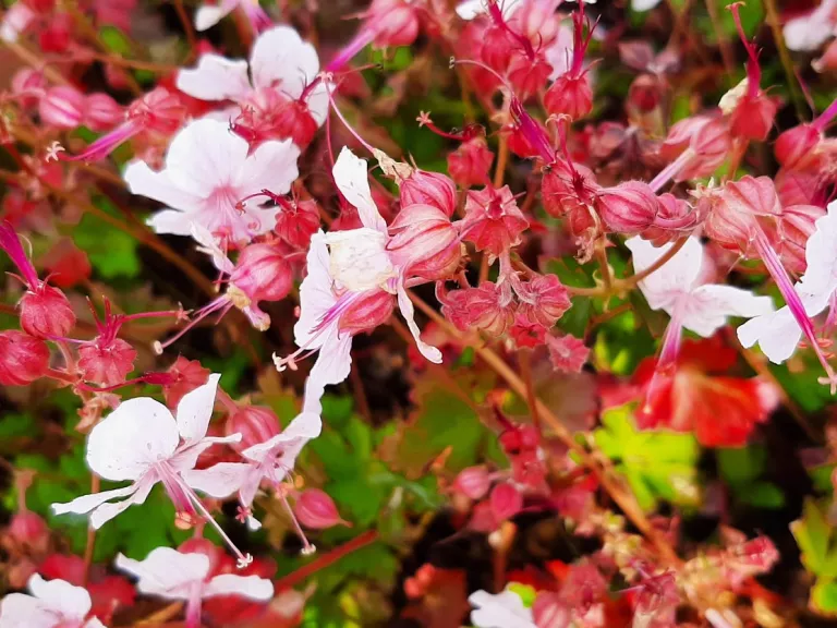 Geranium cantabrigiense 'Harz'