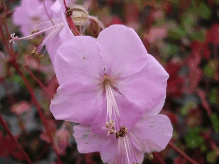 Geranium dalmaticum