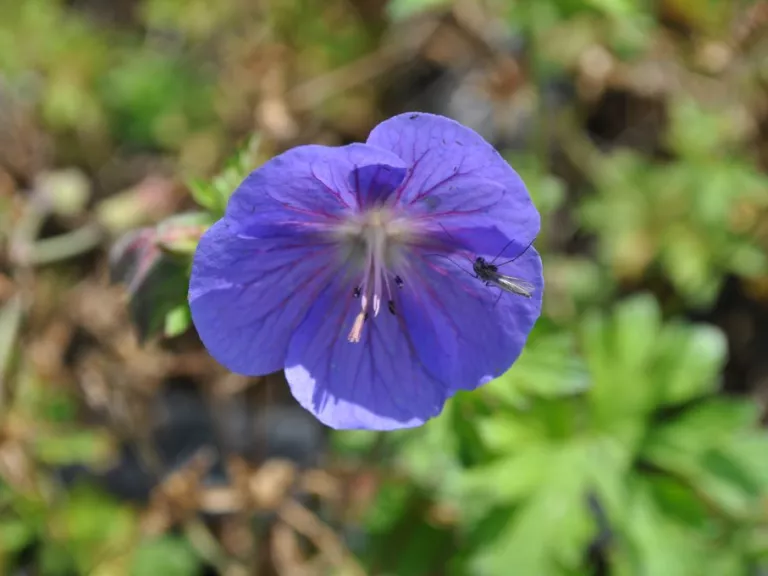 Geranium himalayense