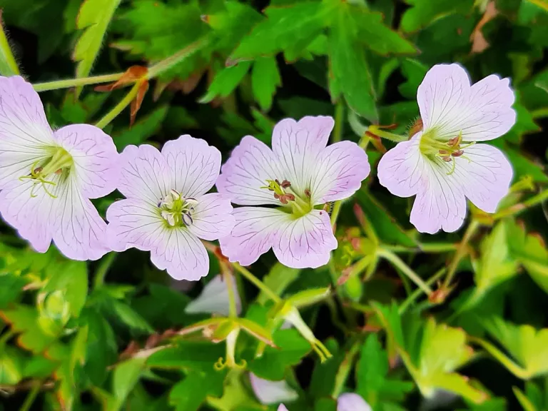 Geranium hybride 'Confetti' ®