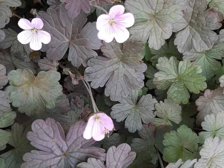Geranium hybride 'Dusky Crûg'