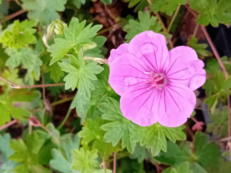 Geranium hybride 'Dilys'