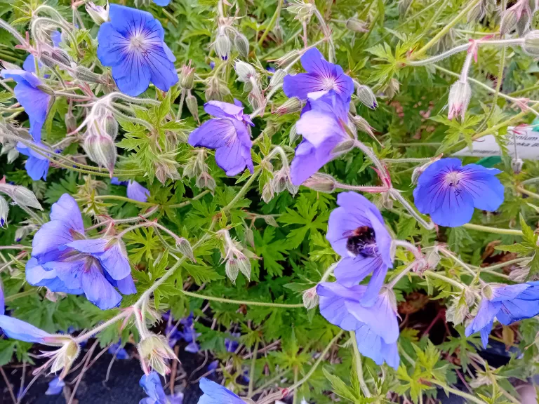 Geranium hybride 'Eureka Blue'