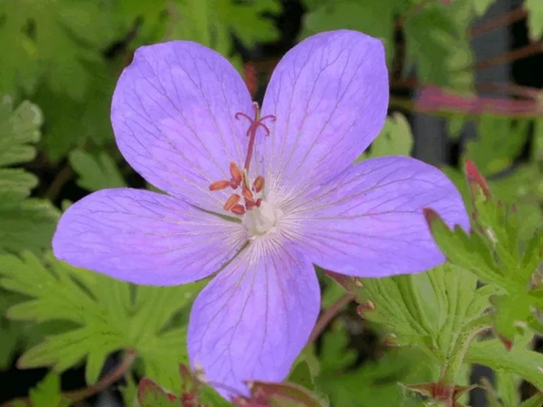 Geranium hybride 'Johnson's Blue'
