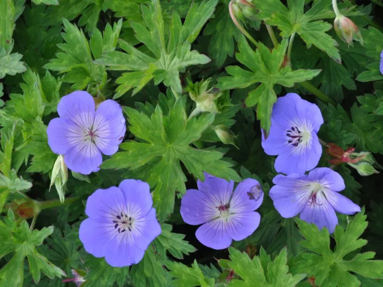 Geranium hybride 'Rozanne' (Gerwat) PBR