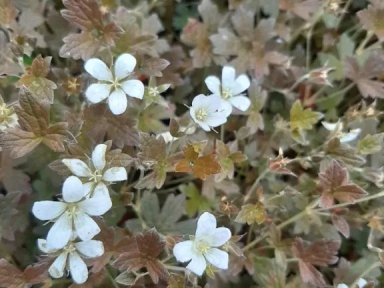 Geranium hybride 'Sanne'