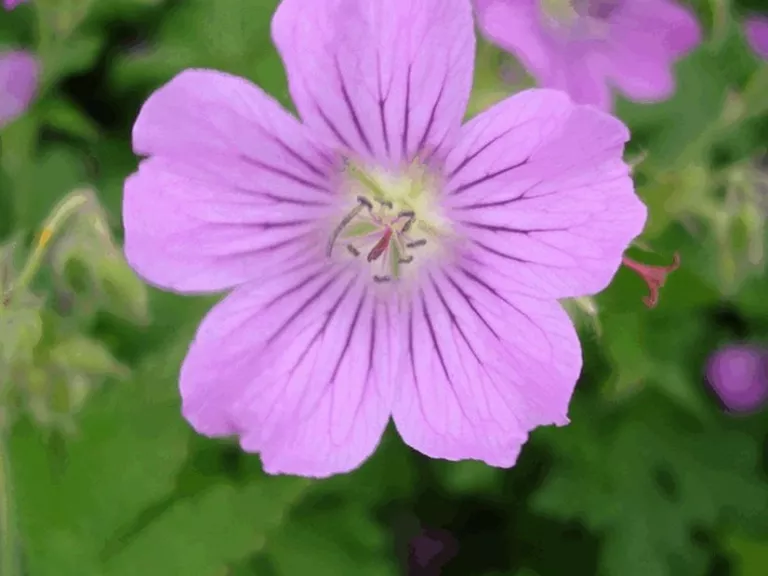 Geranium hybride 'Sirak'