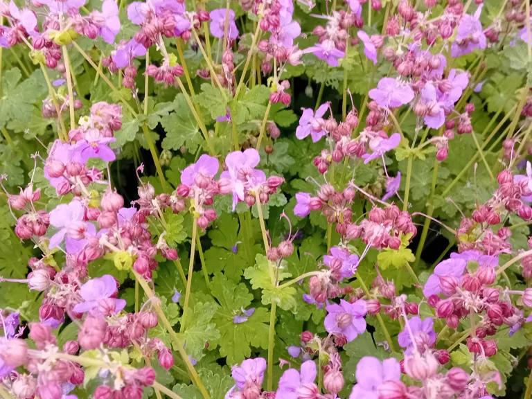Geranium macrorrhizzum 'BeePub' ® 