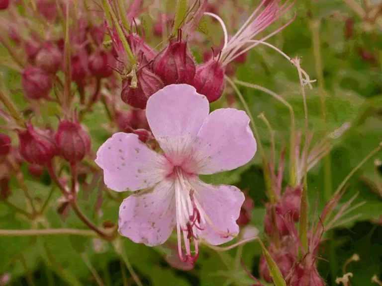 Geranium macrorrhizum 'Ingwersen's Variety'