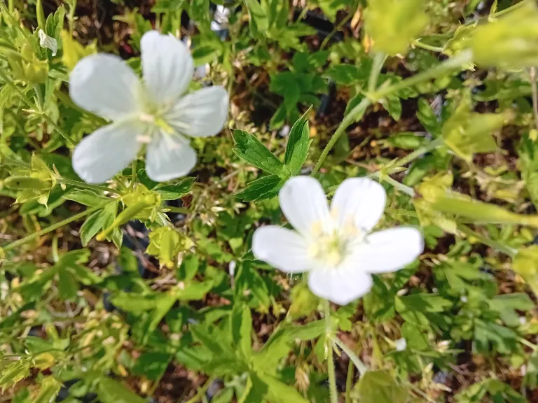 Geranium maculatum 'Album'