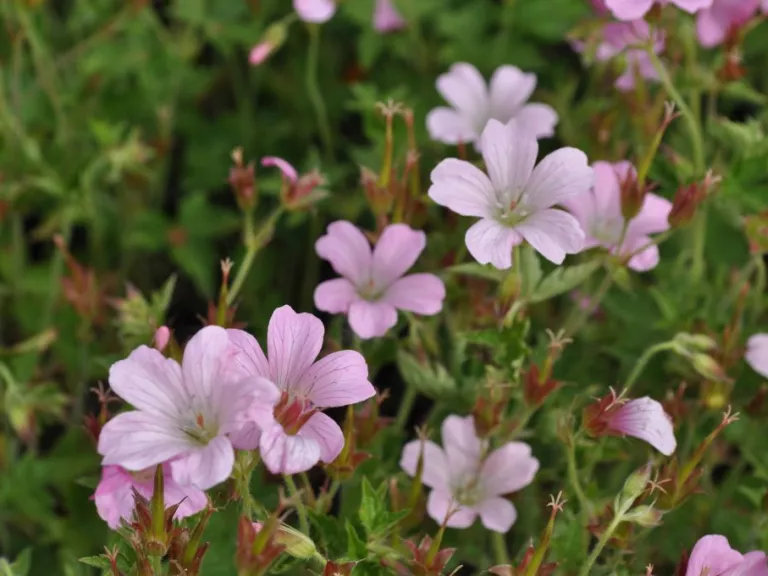 Geranium oxonianum 'Rose Clair'