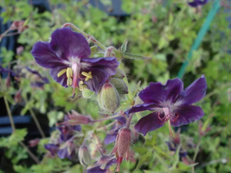 Geranium phaeum 'Springtime' (PBR)