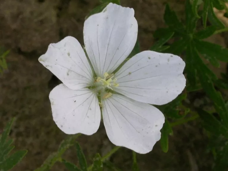 Geranium sanguineum 'Album'