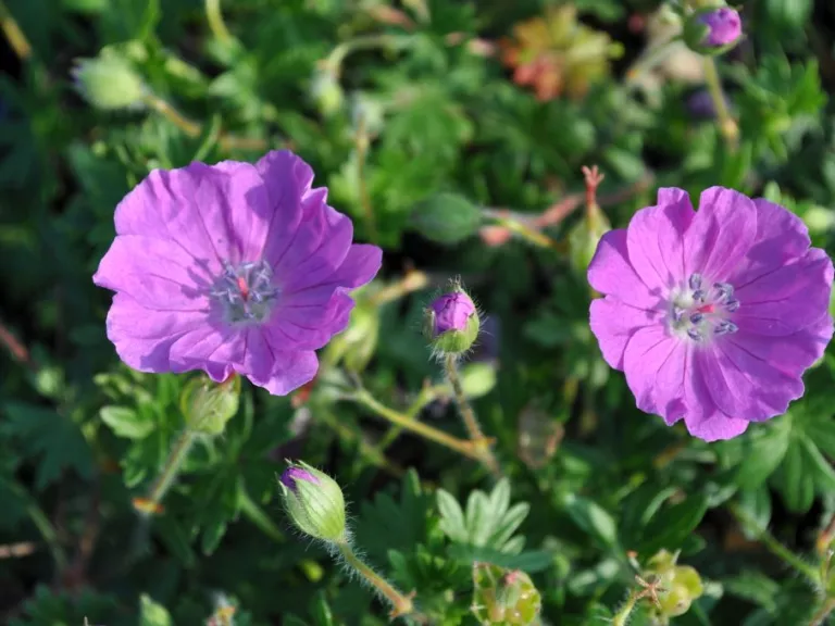 Geranium sanguineum 'Max Frei'