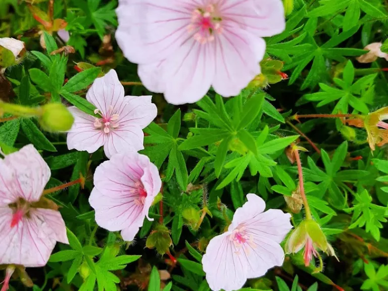 Geranium sanguineum 'Pink Summer'