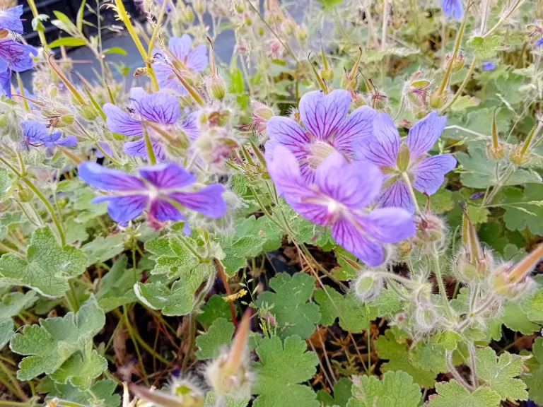 Geranium hybride 'Terre Franche'