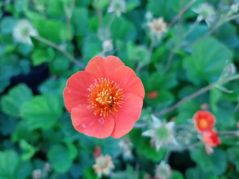 Geum coccineum 'Tosai Orange'