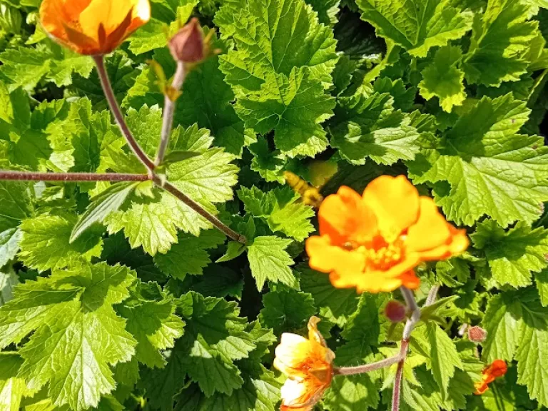 Geum hybride 'Georgenberg'