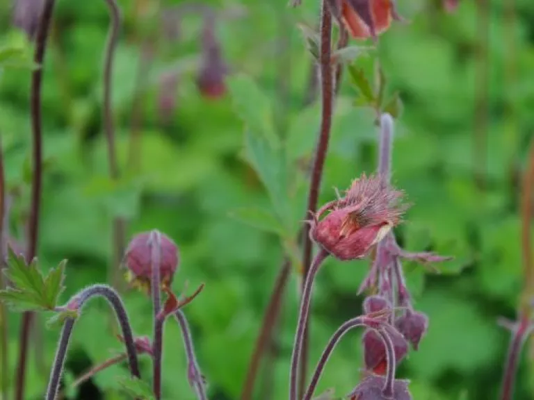 Geum rivale
