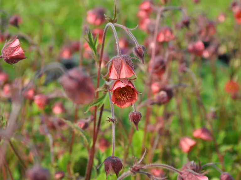 Geum rivale 'Leonard's Variety'