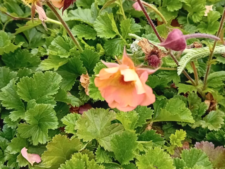 Geum rivale 'Mai Tai' (PBR)