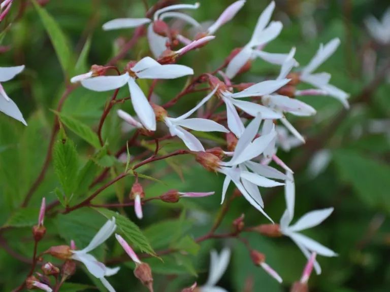 Gillenia trifoliata