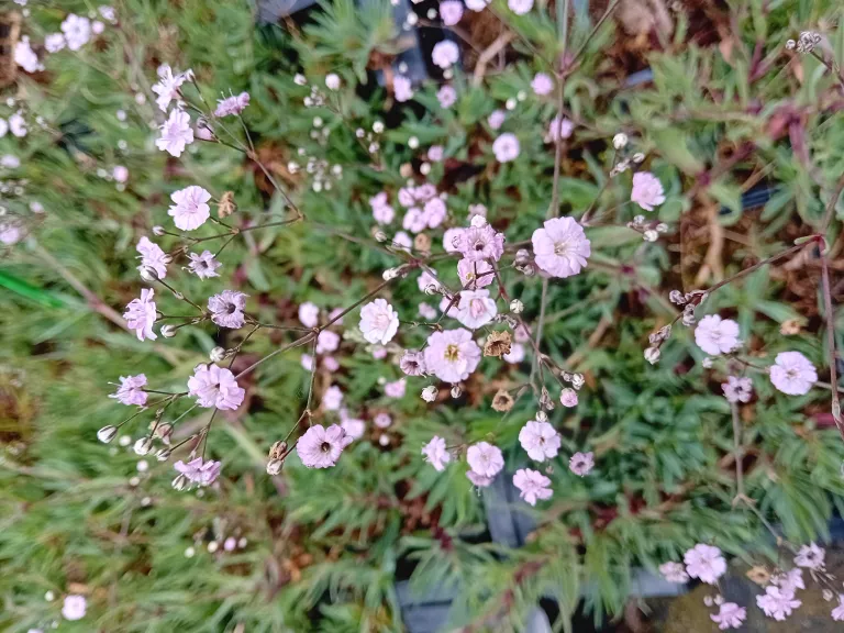 Gypsophila repens 'Pink Star'