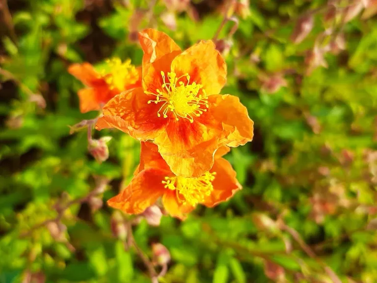 Helianthemum hybride 'Bronzeteppich'