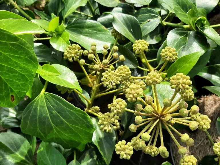 Hedera helix 'Arborescens'