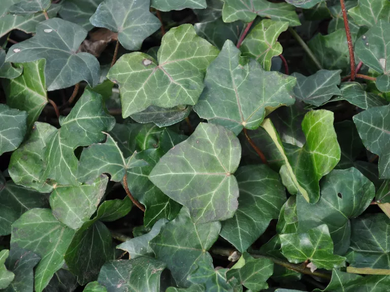 Hedera helix 'Hibernica'