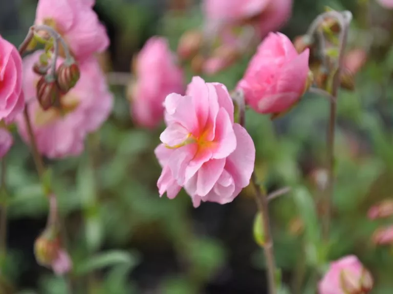 Helianthemum hybride 'Annabel'