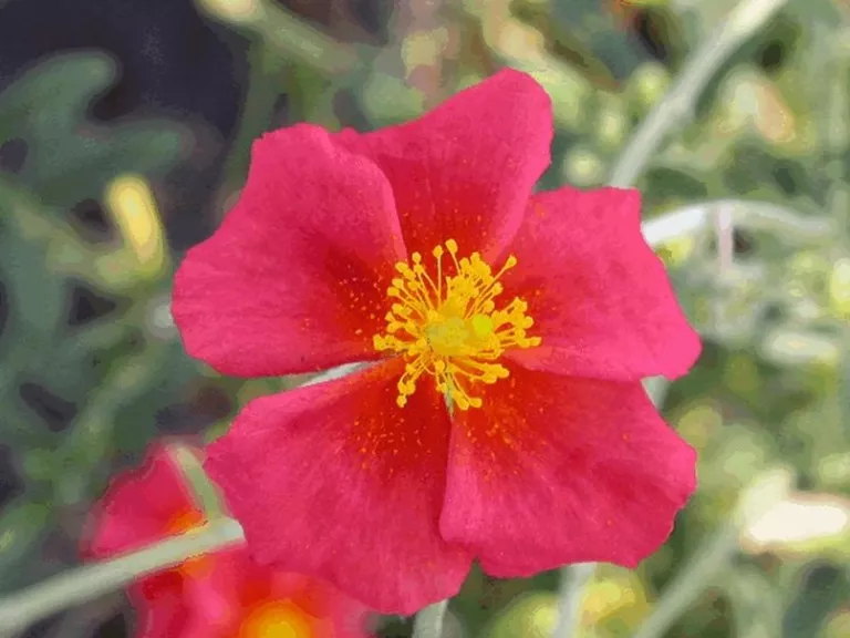 Helianthemum hybride 'Henflield Brillant'