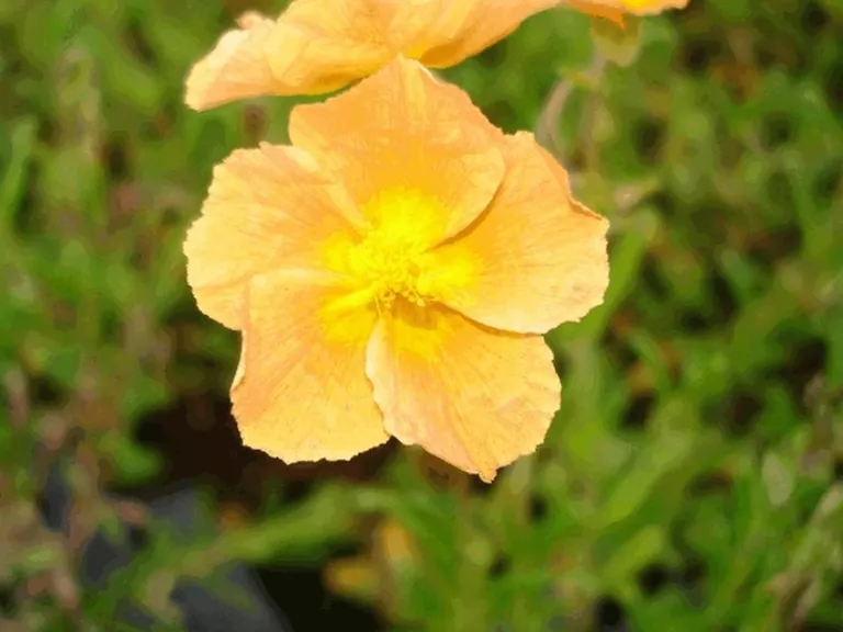 Helianthemum  'Honeymoon'