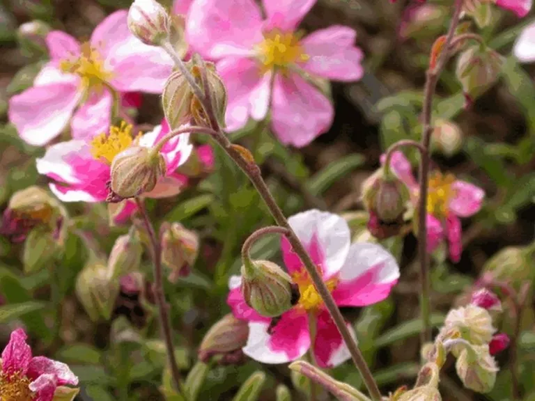 Helianthemum hybride 'Raspberry Ripple'