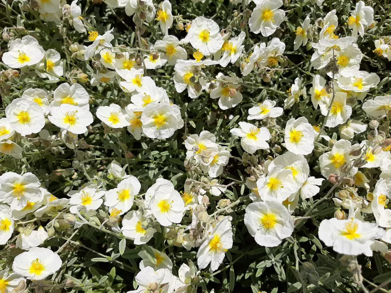 Helianthemum hybride 'The Bride'