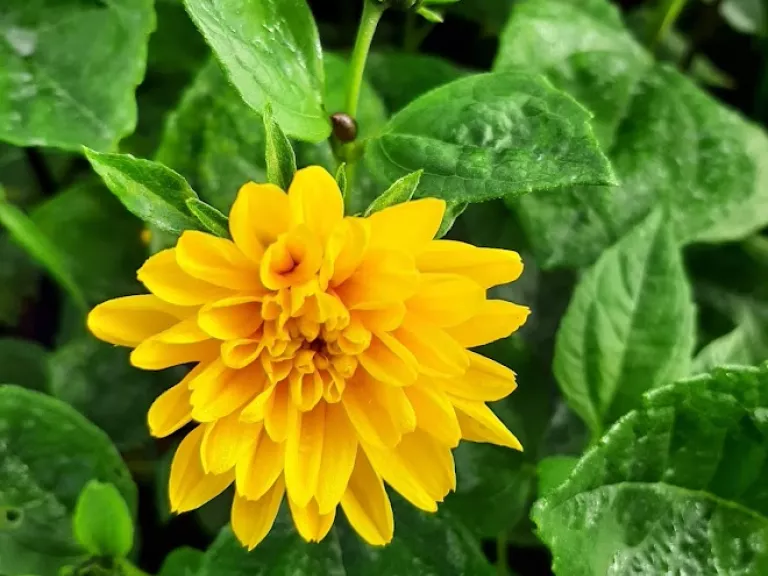 Helianthus decapetalus 'Loddon Gold'