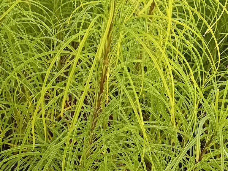 Helianthus salicifolius