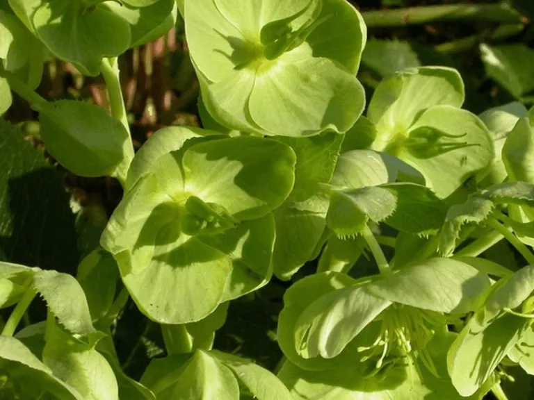 Helleborus argutifolius