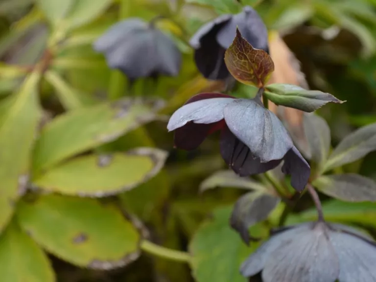 Helleborus orientalis 'Blue Lady'