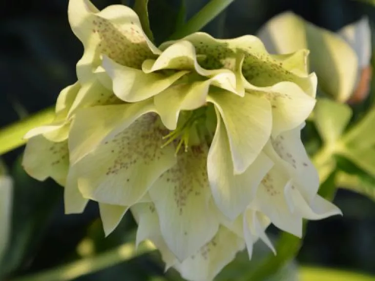 Helleborus orientalis 'Double White'