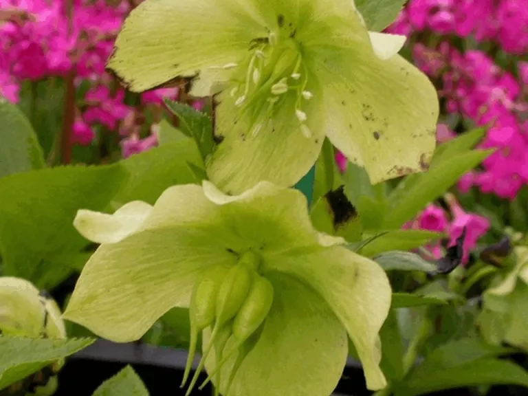 Helleborus orientalis 'White Lady'
